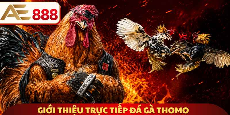 Giới thiệu trực tiếp đá gà Thomo