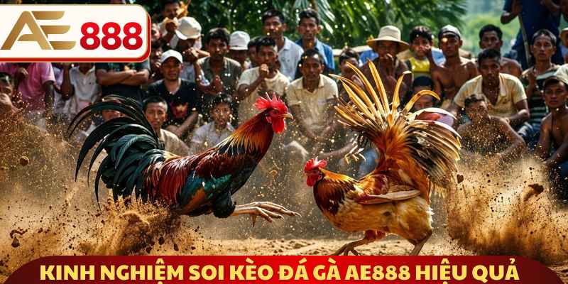 Kinh nghiệm soi kèo đá gà AE888 hiệu quả