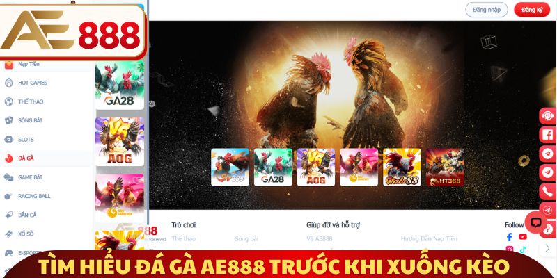 Tìm hiểu đá gà AE888 trước khi xuống kèo