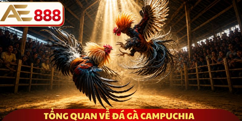 Tổng quan về đá gà Campuchia